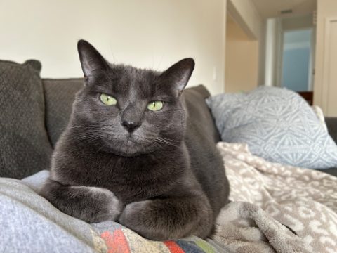 Carrot, a gray cat with green eyes, loafing on the couch