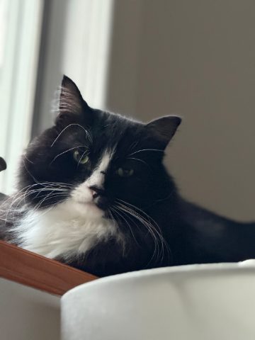 Cheddar, a fluffy black and white cat resting on a shelf
