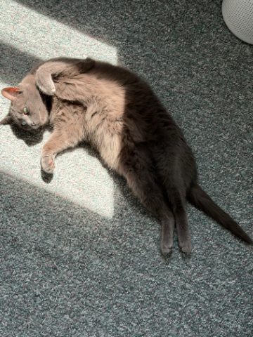 Pickle, a gray cat sprawled belly-up in a sunbeam